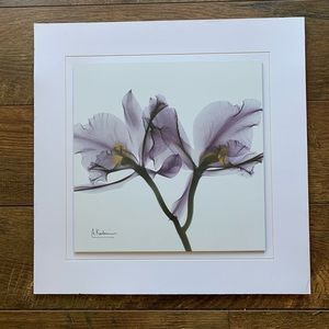 Albert Koetsier Purple Orchid X Ray Print Unframed